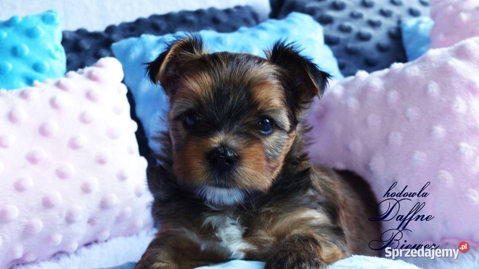 York Ocean Pearl Yorkshire Terrier