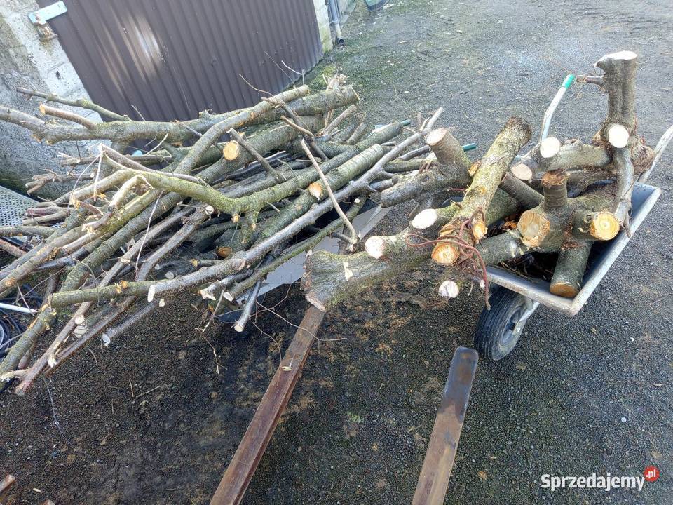 Orzech laskowy Spszedam śląskie Myszków sprzedam