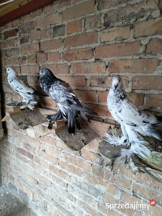 Garlacze pomorskie Lubiechowo