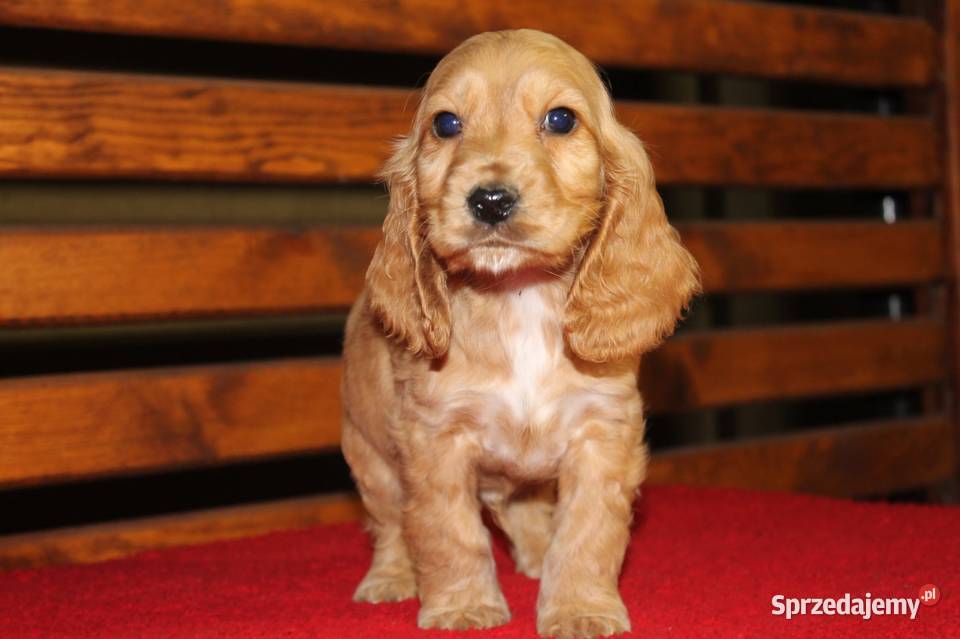 Cocker Spaniel śliczny szczeniak Cocker Spaniel Radwan