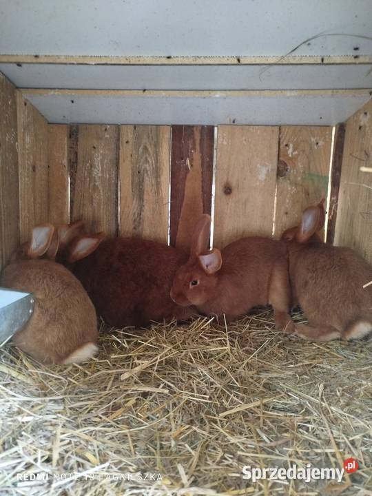 Króliki rasowe i mieszańce