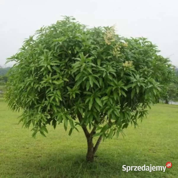 MANGO INDYJSKIE Mangifera indica NASIONA 100g Lubanie