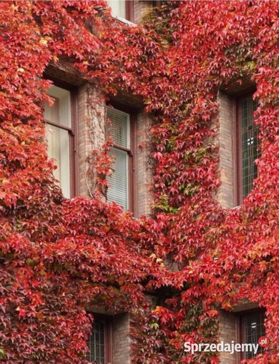 Pnącze Winobluszcz Pięciolistkowy 34 m mazowieckie Jasieniec sprzedam