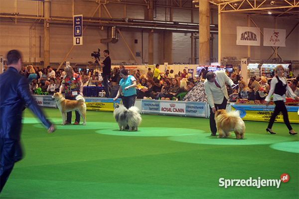 Keeshond Szpic wilczy lubelskie Lublin