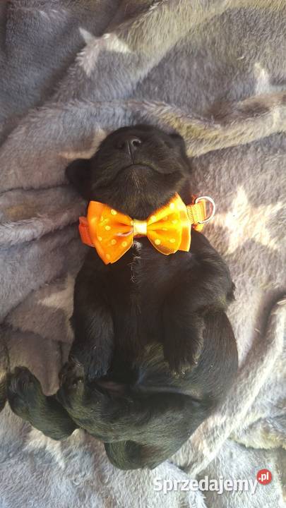 Cudny sznaucerek miniaturowy szczeniaczki Wołomin