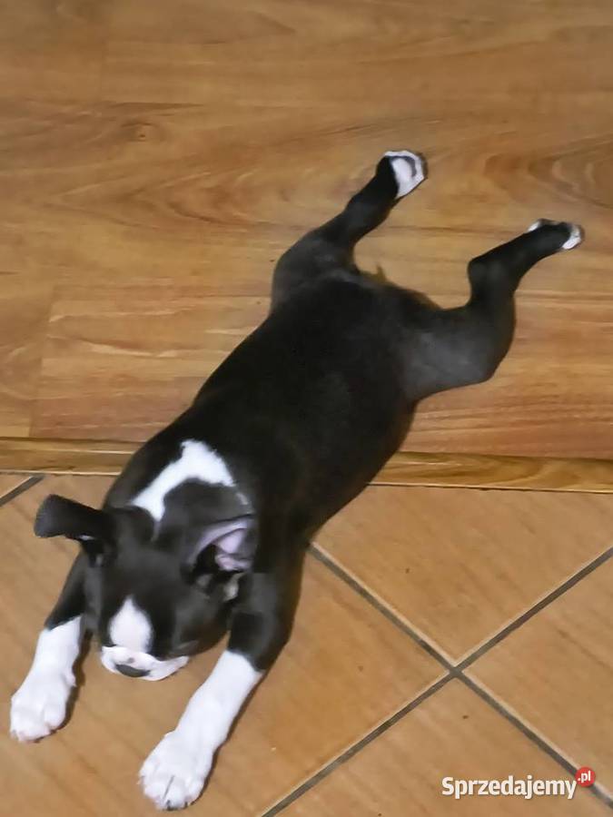Boston terrier matka FCI możliwość dowozu Poznań sprzedam