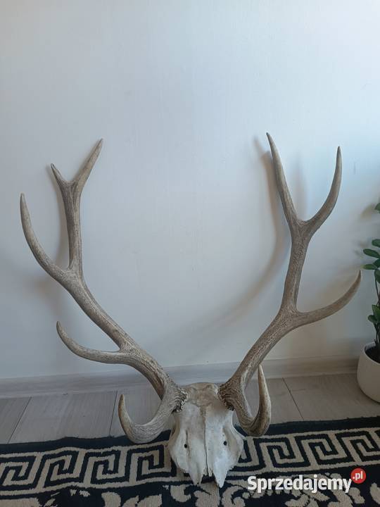 Poroże jelenia