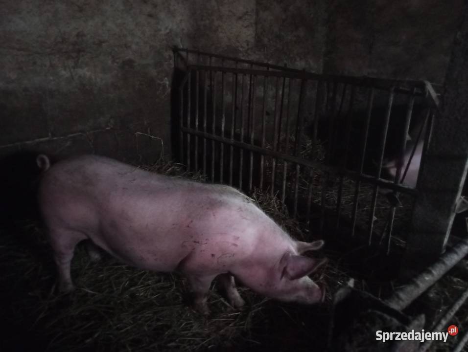 Loszka pod zaproszenie kujawsko-pomorskie Golub-Dobrzyń