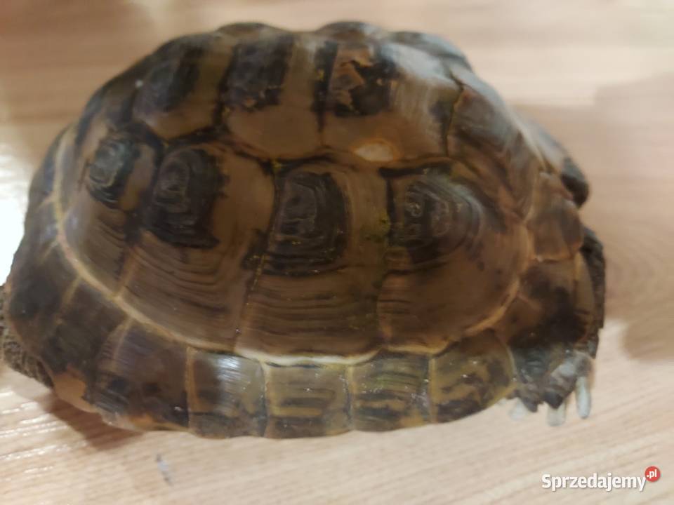 Basen plus zolw mazowieckie Warszawa sprzedam