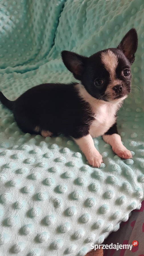 Śliczne szczeniaki chihuahua mazowieckie