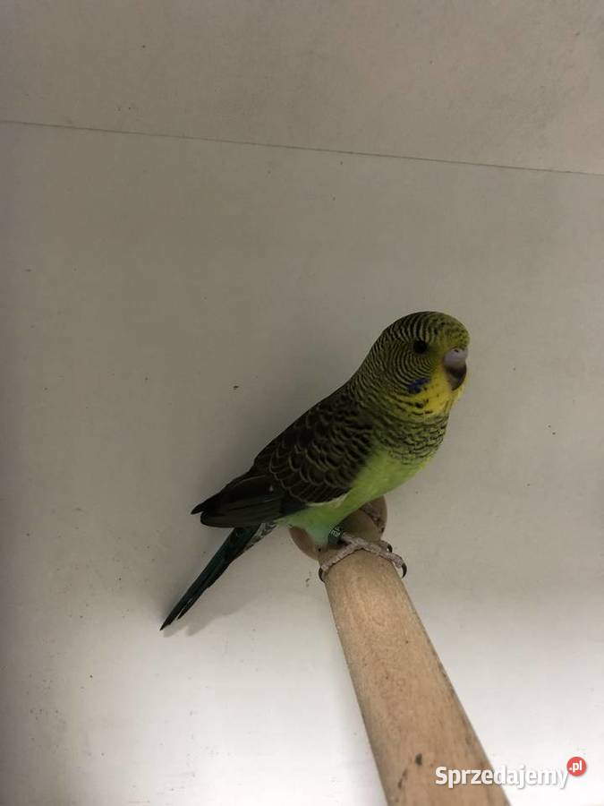 Papugi Faliste BlackWingSzpalt na BW podkarpackie Jedlicze