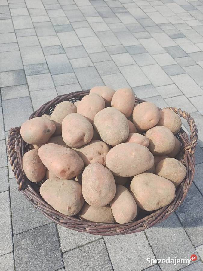 Ziemniaki czerwone Jastrzębie-Zdrój sprzedam