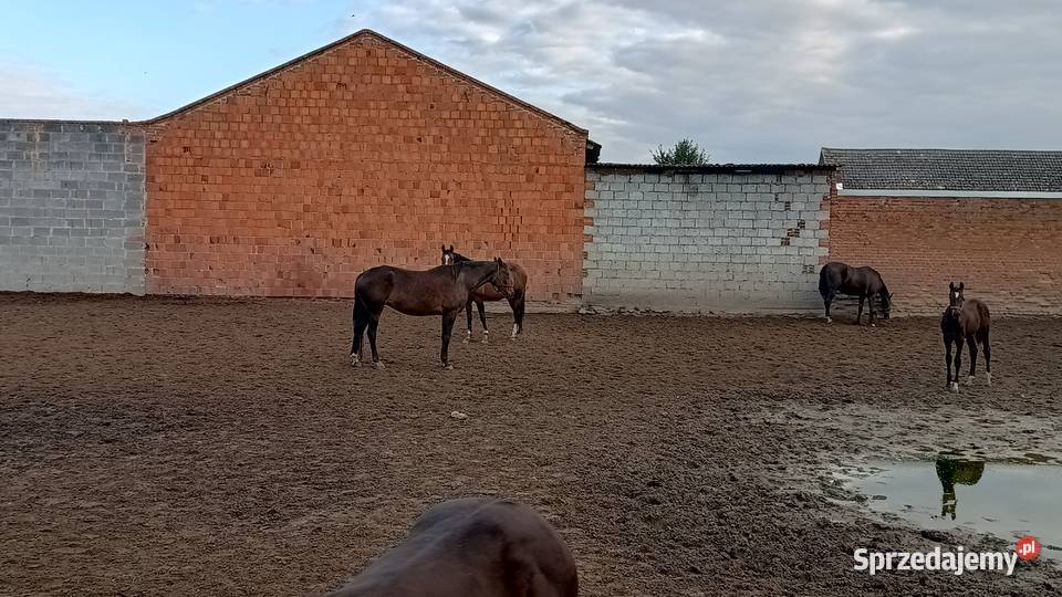 Konie wielkopolskie Raszków