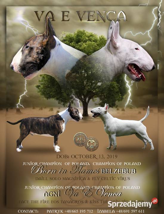 Bulterier standardowy Suczka