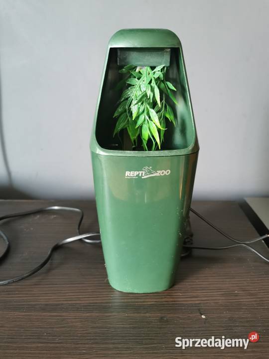 Kameleon jemeński z terrarium i wyposażeniem śląskie