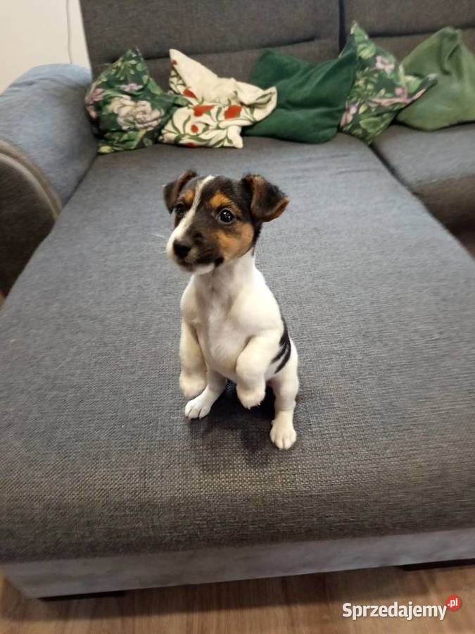 Jack Russell Terrier Kamieńskie Młyny