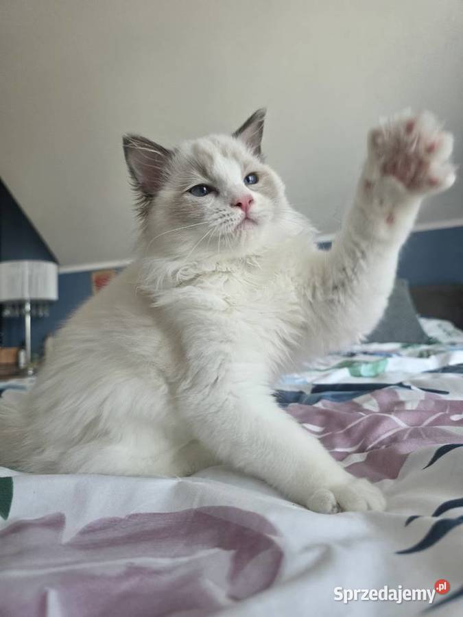 słodki kocurek kotek Latte FPL FiFE juz gotowy Uścikowo