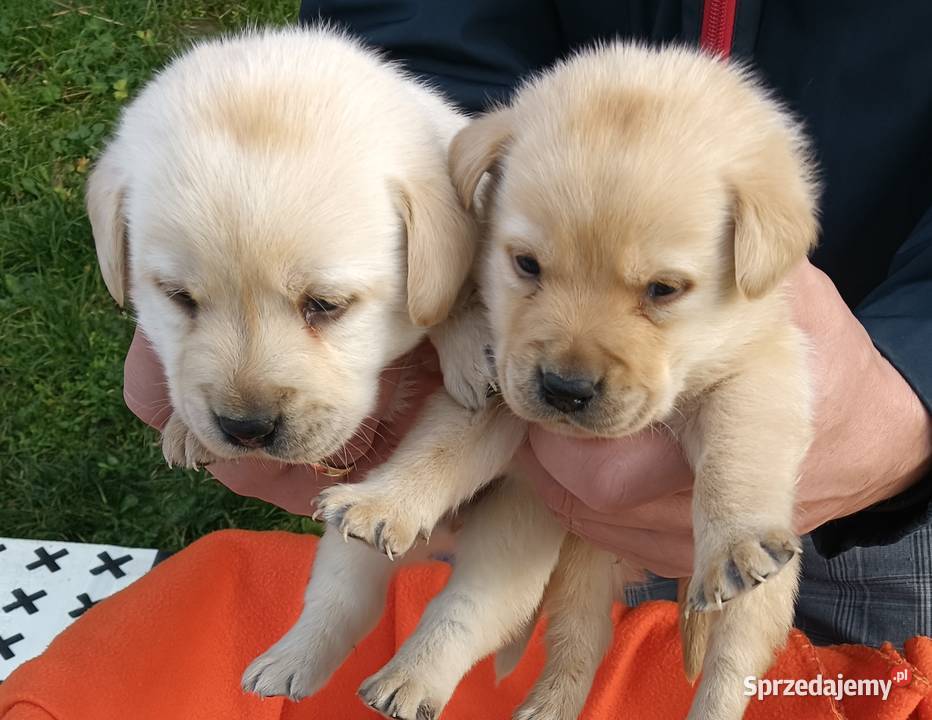 Labrador Retriever z Rodowodem Przemęt