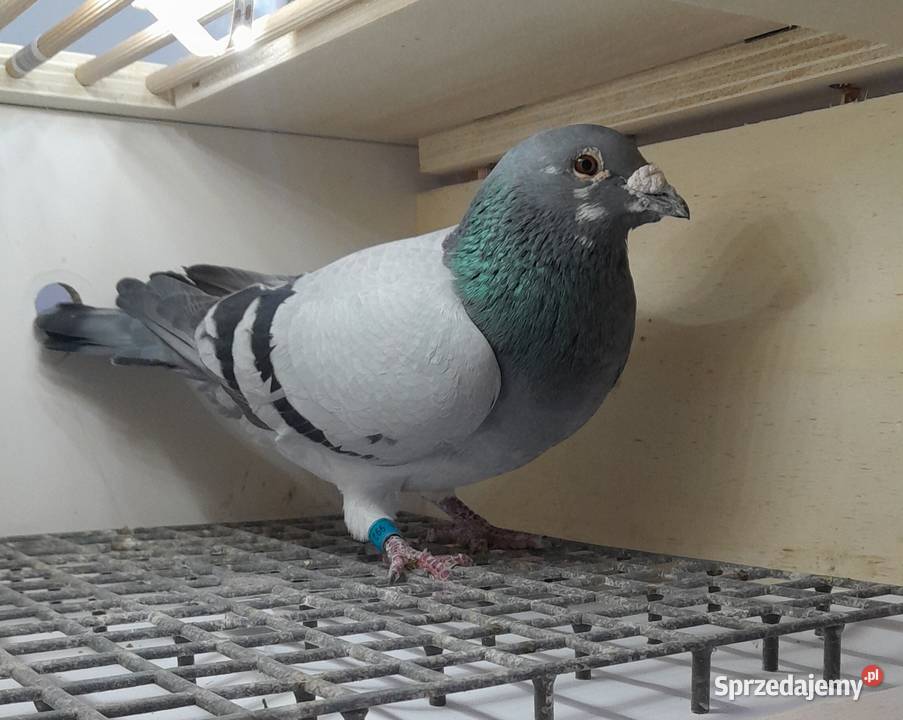GOŁĘBIE POCZTOWE Zwierzęta małopolskie