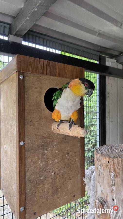 Amazonka Barwinka para lęgowa sprzedam