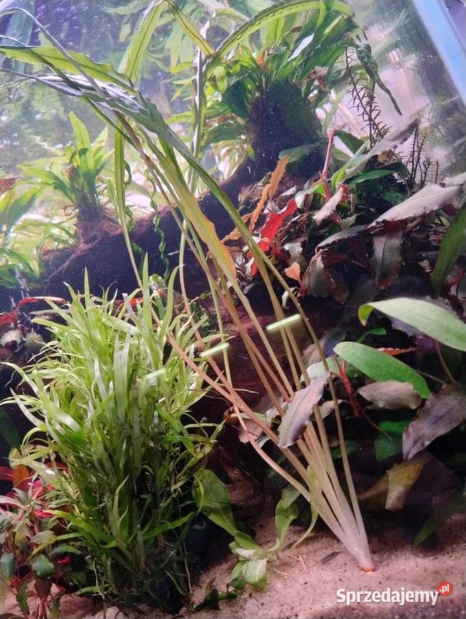 Rośliny do akwarium Bucefalandra Reinecki Kielce