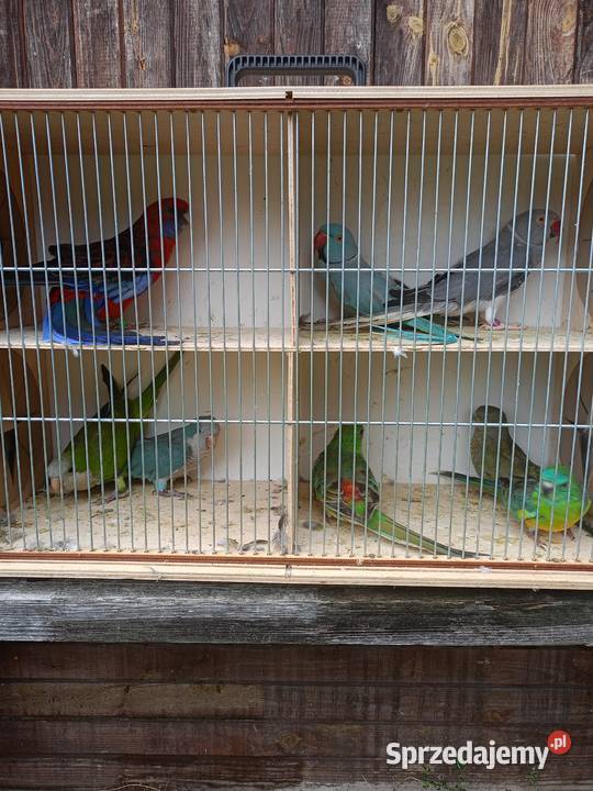 Sprzedam papugi Czarna Kolonia