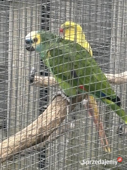 Amazonka niebieskoczelna samiec 4 lata Kowala