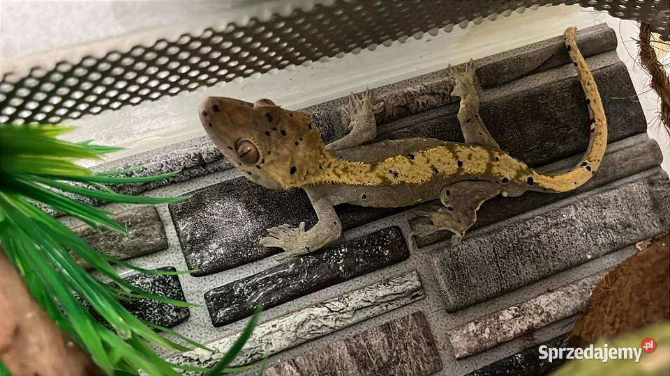 Gekony orzęsione gargulcowe akcesoria i terraria Bielsko-Biała sprzedam