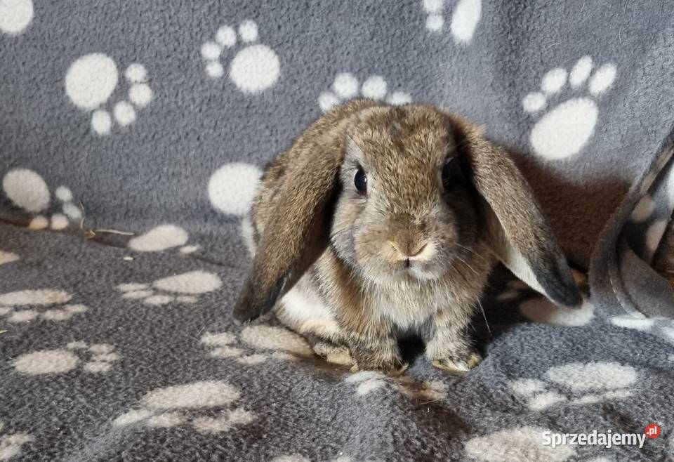 Królik Mini Lop