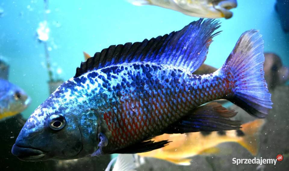 Fossorochromis rostratus Pyszczak Malawi Gdańsk