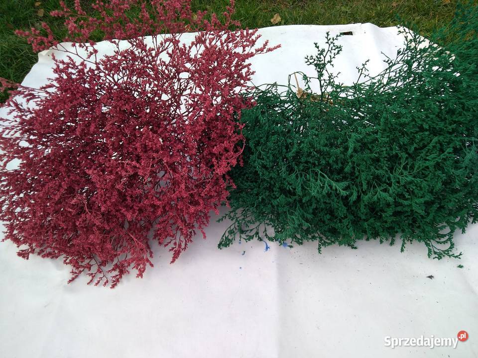 Zatrwian tatarski kolorowy Gąsocin