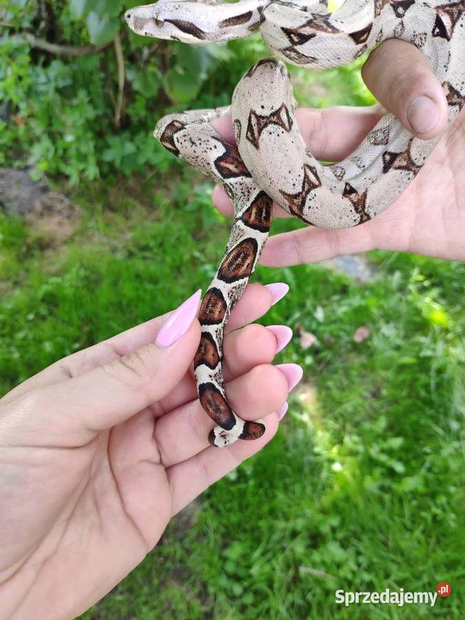 Boa constrictor imperator PASTEL poss het albino Gliwice