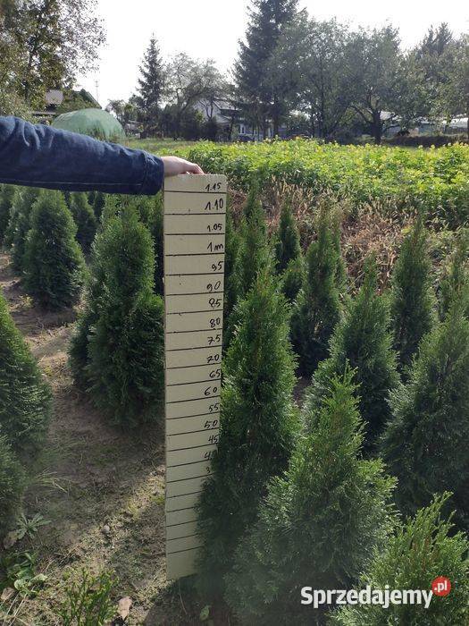 Tuja szmaragd Thuja szmaragd smaragd Kurów sprzedam