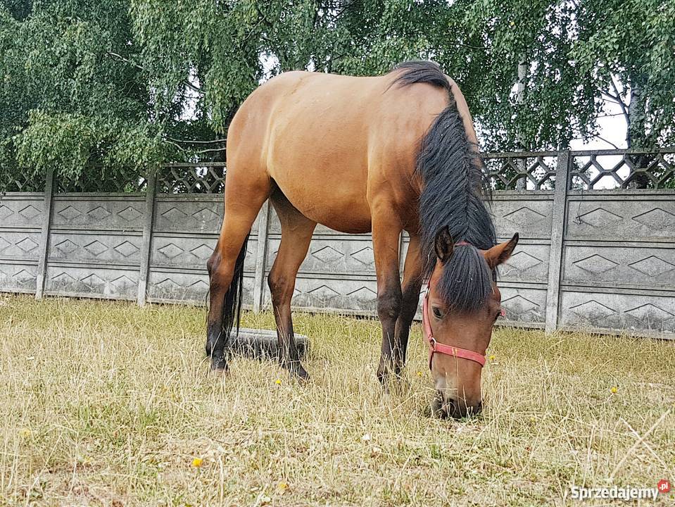 Klacz huculska wałach huculski łódzkie Łódź