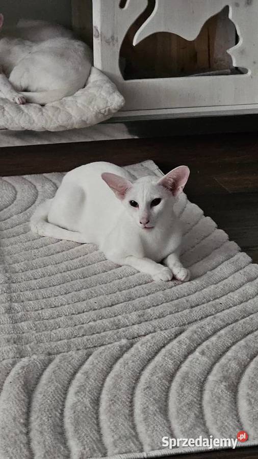 Oddam roczne białe kocurki orientalne kota Warszawa