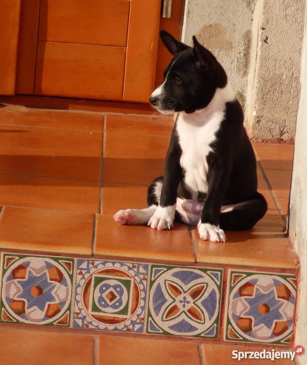 Basenji szczenięta do odbioru pod koniec czerwca łódzkie Pabianice sprzedam