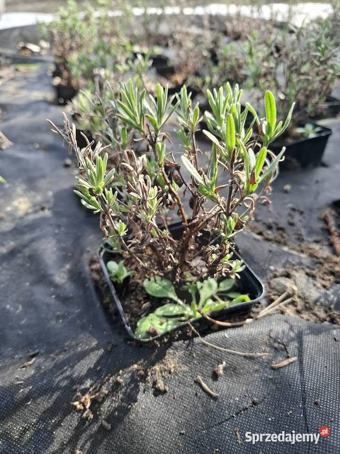 Sadzonki lawendy Środa Wielkopolska