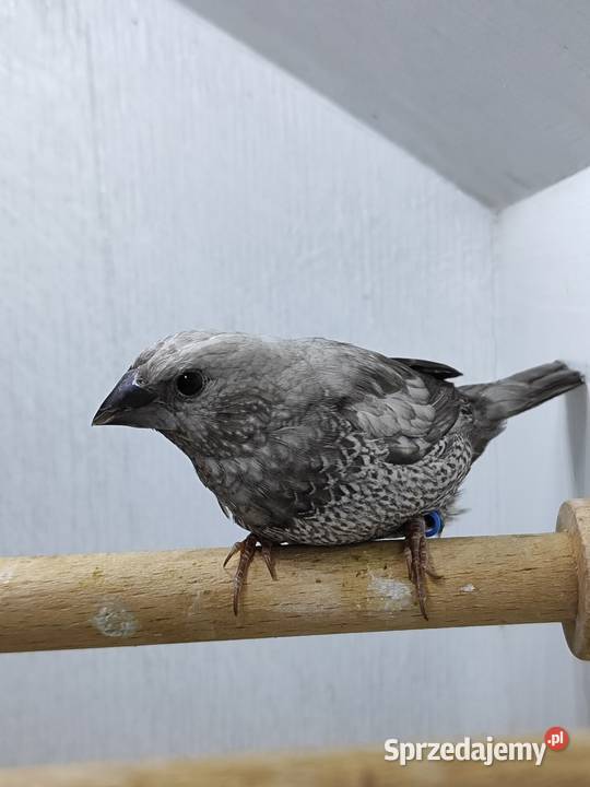 Mewka Japońska szara samiec 2025 Myślenice