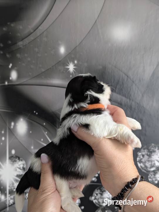 Szczenięta shih tzu z genem blue