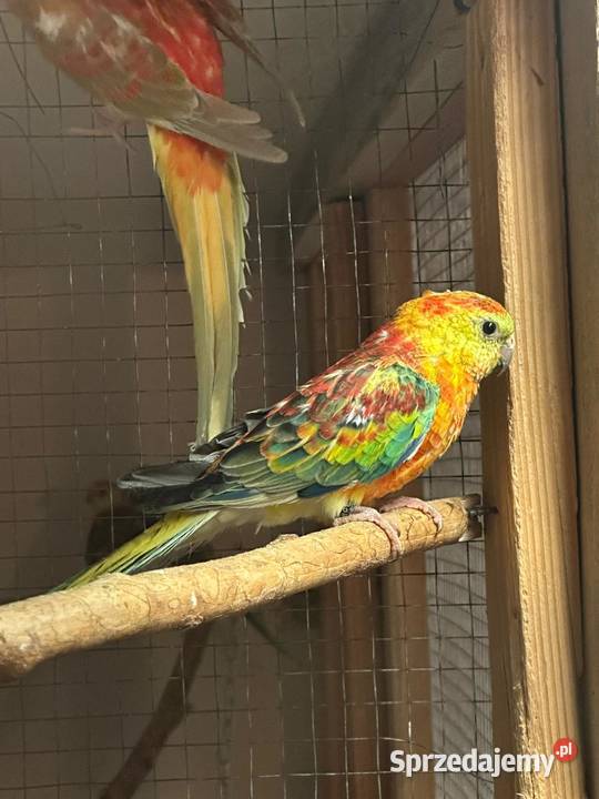 Sprzedam papugi