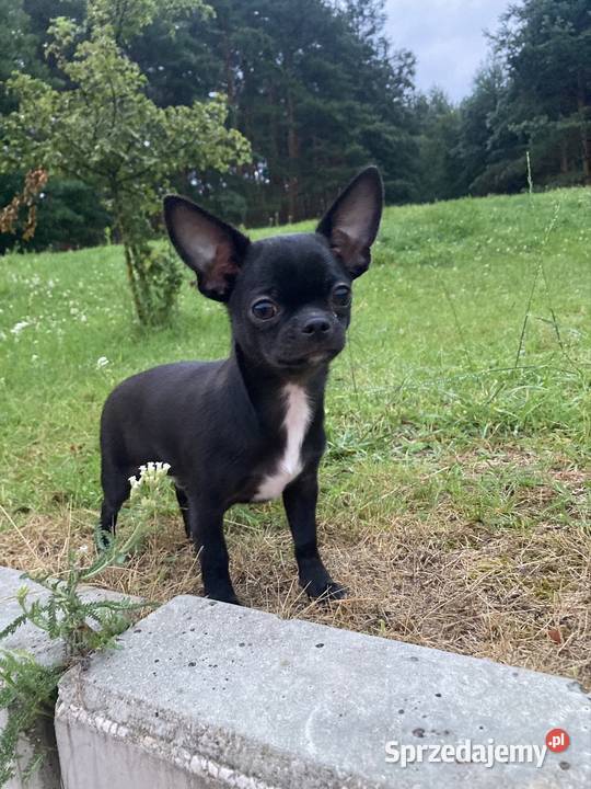 Chihuahua MALEŃKI piesek ZKwP Raczyce