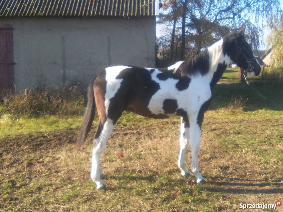 Koń ogierek rasa SP Sitno sprzedam