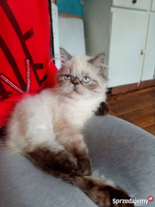 Sprzedam kocurka perskiego himalajskiego