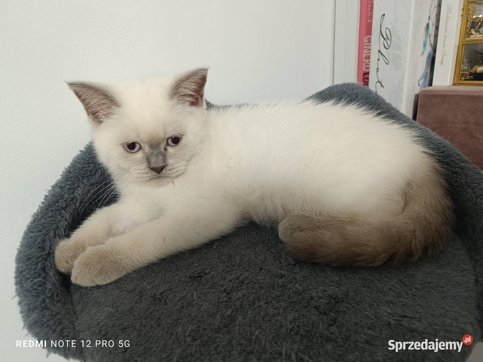 Kotki koty brytyjskie Łask