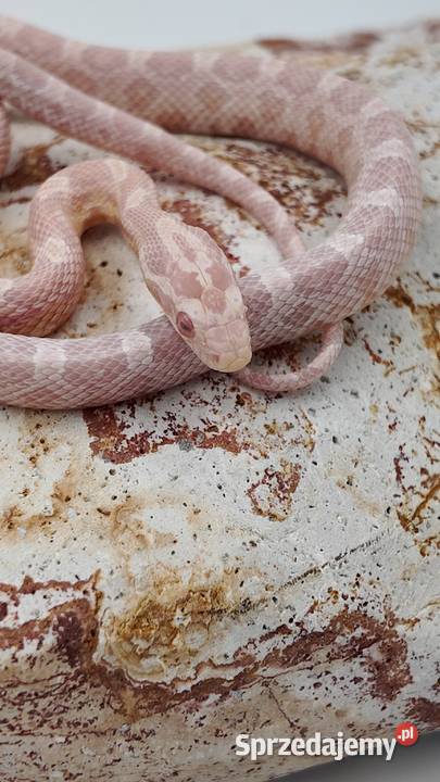 Samiec zbożówki snów het hypo Gady i płazy warmińsko-mazurskie Olsztyn