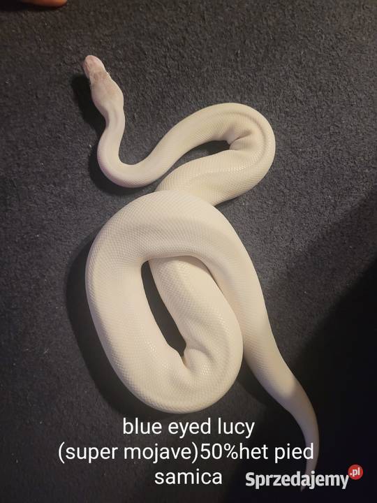 Samica super mojave Starachowice