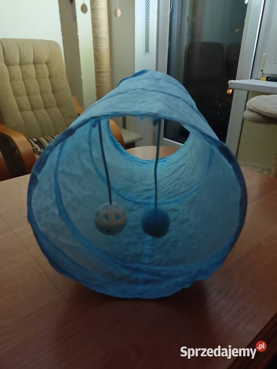 Drapak kota Włocławek