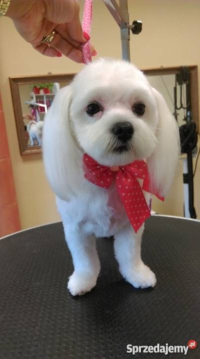 Fryzjer psa strzyżenie psów Salonik Pupilek Legnica