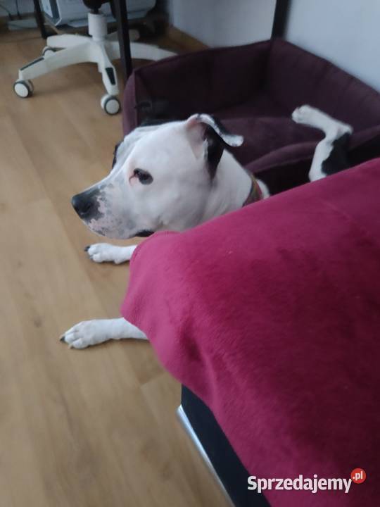 Suczka amstaff z rodowodem wielkopolskie Jarocin