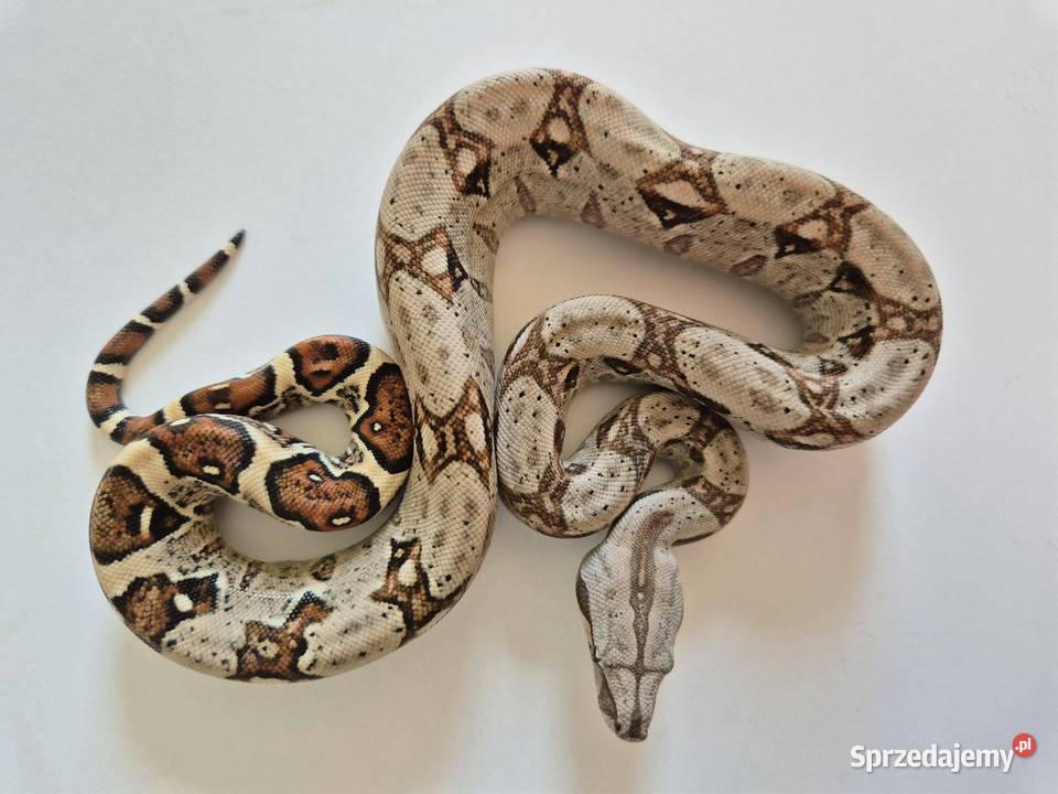 15 boa cesarski cb25 samica małopolskie Chrzanów